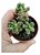 Suculenta Cremnosedum ‘Crocodile’ – Pote 6 - Imagem 3