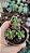 Suculenta Cremnosedum ‘Crocodile’ – Pote 6 - Imagem 2