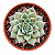 Suculenta Graptoveria ‘Sweet Flame’ – Pote 9 – Colecionável - Imagem 2