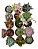 Planta Suculenta Kit Com 15 Unidades Sortidas Pote 6 - Imagem 3