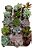 Planta Suculenta Kit Com 15 Unidades Sortidas Pote 6 - Imagem 10