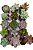 Planta Suculenta Kit Com 15 Unidades Sortidas Pote 6 - Imagem 4