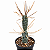 TEPHROCACTUS ARTICULATUS V. PAPYRACANTHUS PT 09 - Imagem 1