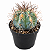 Cacto Melocactus Azureus pote 9 cm - Imagem 2