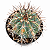 Cacto Melocactus Azureus pote 9 cm - Imagem 1
