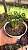 Albuca Spiralis –Suculenta Rara Espiralada Planta de Coleção - Imagem 2