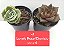 Kit de Suculentas Lovely Rose e Dionísio pote 6 cm - Imagem 2