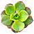 Suculenta Aeonium Nobile Exótica Planta Natural - Imagem 1