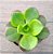 Suculenta Aeonium Nobile Exótica Planta Natural - Imagem 2