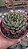 Suculenta Echeveria Black Tips Pote 9 cm - Imagem 2