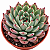Suculenta Echeveria Black Tips Pote 9 cm - Imagem 1