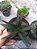 ALOE BLACK GEM PT 11 - Imagem 3