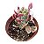 Euphorbia Monadenium Stapelioides Variegata Vaso 11 - Imagem 1