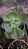 Suculenta Echeveria Gibbiflora Suyon – Vaso 11 cm - Imagem 2