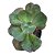 Suculenta Echeveria Gibbiflora Suyon – Vaso 11 cm - Imagem 1