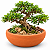 Bacia /Vaso/Cuia de Cerâmica p/ Suculentas,Cactos,Bonzai, - Imagem 5