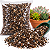 Kit Completo 15 Mini Suculentas + Bacia + Substrato + Argila - Imagem 6
