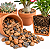 Kit Completo 15 Mini Cactos + Bacia + Substrato + Argila - Imagem 3