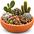 Kit Completo 15 Mini Cactos + Bacia + Substrato + Argila - Imagem 2