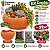 Kit com 15 Mini Suculentas + Vaso + Substrato + Pedrinha - Imagem 1