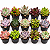 Kit com 15 Mini Suculentas + Vaso + Substrato + Pedrinha - Imagem 4
