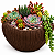 Kit com 15 Mini Suculentas + Vaso + Substrato + Pedrinha - Imagem 7