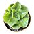 Suculenta Echeveria Camaleão - Imagem 1