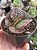 Suculenta Adromischus Maculatus - Imagem 2