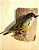 Sabiá Laranjeira - Pássaro esculpido em madeira apoiado em um puleiro de casca de árvore - Imagem 1