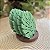 Kit Monstera 9 pçs - Imagem 4
