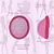 Disco Mestrual FEMINIST - 30ml - Imagem 2