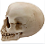 Caveira Decorativa em Resina - Imagem 2