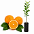 Muda de Laranja Doce Baía de Cabula IAC Enxertada - Imagem 1