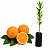 Muda de Laranja Navelate Enxertada - Imagem 1