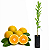 Muda de Laranja Charmute de Brotas IAC 2007 Enxertada - Imagem 1