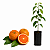 Muda de Laranja Rubi Enxertada - Imagem 1