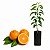 Muda de Laranja IAPAR 73 Enxertada - Imagem 1