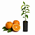 Muda de Laranja Folha Murcha Enxertada - Imagem 1