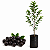 Muda de Jabuticaba - Imagem 1