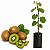 Muda de Kiwi - Imagem 1