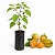 Muda de Physalis - Imagem 1