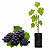 Muda de Uva - Imagem 1