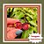 Muda de Campari (Groselha Africana) – Frutífera Exótica de Sabor Intenso - Imagem 1