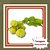 Muda de Groselha Tropical – Frutífera Exótica e Produtiva - Imagem 1