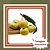 Muda de Jambo Amarelo Frutífera Tropical Doce e Aromática - Imagem 1