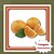 Muda de Laranja Bahia Monteparnaso Enxertada – Frutífera Doce e Sem Sementes - Imagem 1