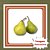 Muda de Pera Le Conde – Frutífera Produtiva e Frutos Saborosos - Imagem 1