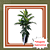 Muda de Cafezinho - Psychotria nuda Planta Nativa Ornamental de Sombra - Imagem 1