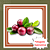 Muda de Camu Camu - Myrciaria dubia (H.B.K.) McVaugh. - Imagem 1