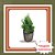 Muda de Cedrinho Kaysuka – Conífera Ornamental e Elegante - Imagem 1